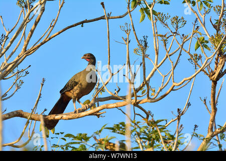 Chaco Chachalaca (Ortalis Canicollis) Pantanal, Mato Grosso, Brasilien. Stockfoto