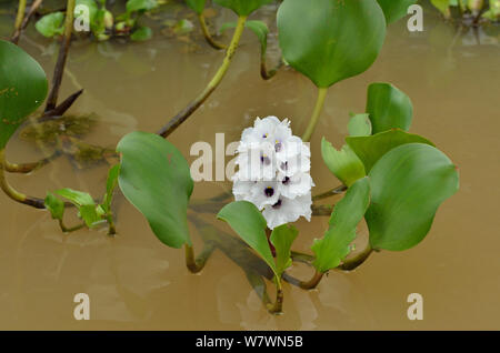 Wasserhyazinthe (Eichhornia azurea) Pantanal, Mato Grosso, Westen Brasiliens. Stockfoto