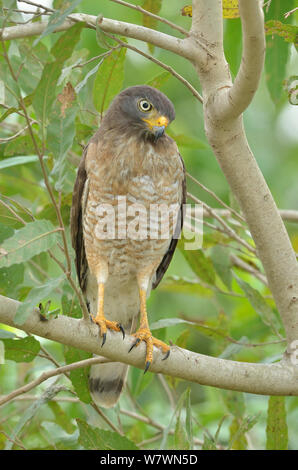 Am Straßenrand Hawk (Rupornis magnirostris) im Baum, Pantanal, Mato Grosso, Westen Brasiliens. Stockfoto