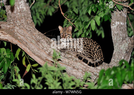 Ozelot (Leopardus pardalis) ruhen in Baum bei Nacht, Pantanal, Mato Grosso, Westen Brasiliens. Stockfoto