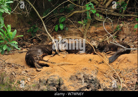 Gruppe der Riesenotter (Pteronura brasiliensis) Baden in Staub auf der Marge von piquiri Fluss Pantanal, Mato Grosso, Westen Brasiliens. Stockfoto