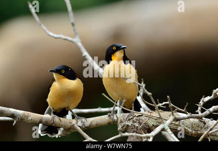 Männlich und weiblich Black-capped Donacobius (Donacobius atricapilla) Pantanal, Mato Grosso, Westen Brasiliens. Stockfoto