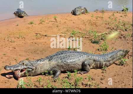 Paraguay Kaimane (Caiman yacare) Fütterung auf Fisch, in Piquiri Fluss, Pantanal von Mato Grosso, Mato Grosso, Westen Brasiliens. Stockfoto