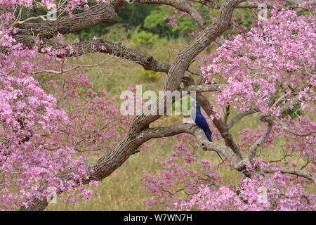 Hyazinthara (Anodorhynchus hyacinthinus) in Rosa Ipe (Tabebuia ipe/Handroanthus impetiginosus) während der blühenden Jahreszeit, Pantanal, Mato Grosso, Westen Brasiliens. Stockfoto