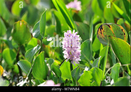 Gemeinsame Wasserhyazinthe (Eichhornia crassipes) Pixaim Fluss, Pantanal von Mato Grosso, Mato Grosso, Westen Brasiliens. Stockfoto