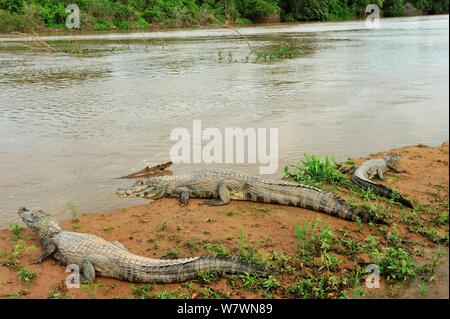 Yacare Kaimane (Caiman yacare) am Ufer des Flusses Piquiri, Pantanal von Mato Grosso, Mato Grosso, Westen Brasiliens. Stockfoto