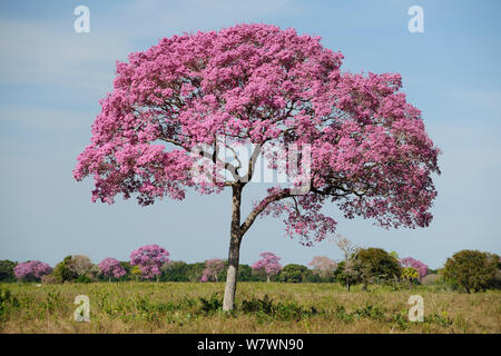 Rosa Ipe (Tabebuia ipe/Handroanthus impetiginosus) in Blüte, Pantanal, Mato Grosso, Westen Brasiliens. Stockfoto