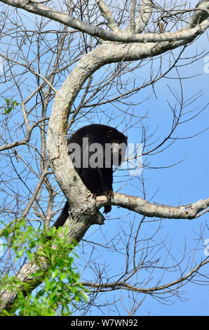 Männliche schwarze Brüllaffe (Alouatta caraya) an Encontro das Aguas State Park, Pantanal, Mato Grosso, Westen Brasiliens. Stockfoto