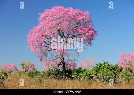 Rosa Ipe (Tabebuia ipe/Handroanthus impetiginosus) in Blüte, Pantanal, Mato Grosso, Westen Brasiliens. Stockfoto