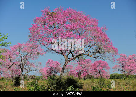 Rosa Ipe (Tabebuia ipe/Handroanthus impetiginosus) in Blüte, Pantanal, Mato Grosso, Westen Brasiliens. Stockfoto