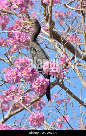 Neotropischer Kormoran (Phalacrocorax brasilianus) in Rosa Ipe (Tabebuia ipe/Handroanthus impetiginosus) während der blühenden Jahreszeit, Pantanal, Mato Grosso, Westen Brasiliens. Stockfoto