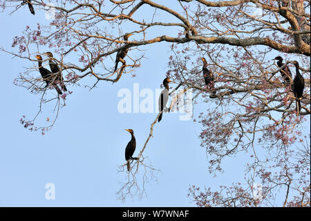 Neotropis Kormorane (Phalacrocorax brasilianus) in Rosa Ipe Baum gehockt (Tabebuia ipe/Handroanthus impetiginosus) während der blühenden Jahreszeit, Pantanal, Mato Grosso, Westen Brasiliens. Stockfoto