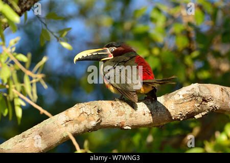 Kastanien-eared Aracari (Pteroglossus castanotis) thront, Pantanal, Brasilien. Stockfoto