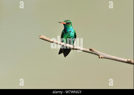 Glttering-bellied Emerald (Chlorostilbon Lucidus) thront, Vargem Bonita Stadt, in der Nähe der Serra da Canastra National Park, Minas Gerais State, Südöstliches Brasilien Stockfoto