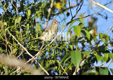 Yellow-bellied Elaenia (Elaenia flavogaster) thront, Serra da Canastra National Park, Cerrado Region, Minas Gerais State, Südöstliches Brasilien Stockfoto