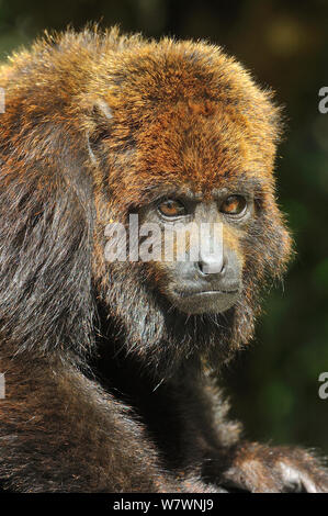 Northern Brown Heulen monkey (Alouatta guariba guariba) Porträt, Atlantischen Regenwald im Süden von Bahia, Osten Brasiliens. Stockfoto