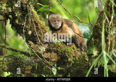 Yellow-breasted capuchin Affen oder Buff-vorangegangen Kapuziner Affen (Sapajus xanthosternos) montane Atlantischen Regenwaldes von Serra Bonita Private natürliche Erbe (RPPN Serra Bonita), Camacan, südlichen Bahia State, Ost Brasilien. Kritisch gefährdete Arten, endemisch. Stockfoto