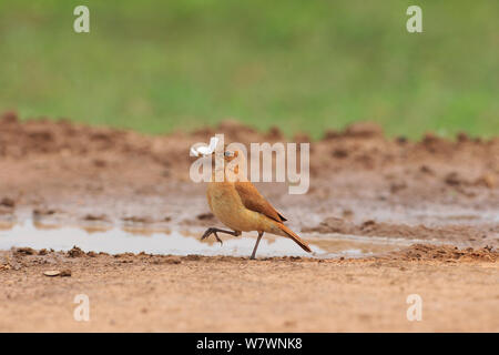 Rufous Hornero (Furnarius rufus) am Fluss Pixaim, Pantanal von Mato Grosso, Mato Grosso, Westen Brasiliens. Stockfoto