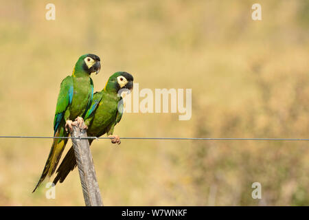 Gelb-collared Aras (Primolius auricollis) auf Draht Zaun, Cerrado, Caceres, Mato Grosso thront, westlichen Brasilien Stockfoto