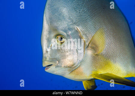 Portrait von kreisförmigen Fledermausfischen (Platax orbicularis) im offenen Wasser am Shark Reef, Ras Mohammed Marine Park, Sinai, Ägypten. Rotes Meer Stockfoto