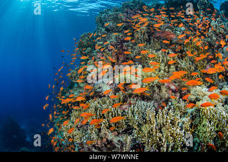 (Scalefin Anthias Pseudanthias squamipinnis) Schwarm über Coral Reef, mit Feuer Korallen (Millepora dichotoma) im Roten Meer am Morgen. Yolanda Reef, Ras Mohammed Marine Park, Sinai, Ägypten. Golf von Aqaba, Rotes Meer. Stockfoto