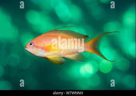 Portrait von männlichen (Scalefin anthias Pseudanthias squamipinnis), Färbung, es ist Teil von Drehen von weiblichen, Schwimmen im offenen Wasser, mit Bokeh zum Sonnenuntergang, die Alternativen, Sinai, Ägypten. Golf von Aqaba, Rotes Meer. Stockfoto