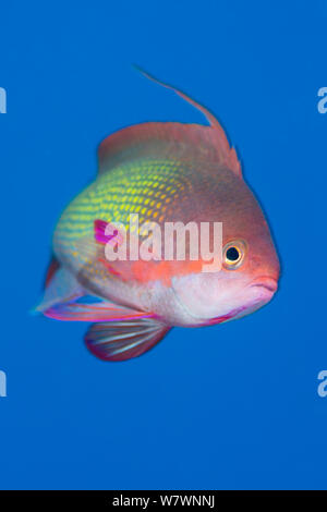 Portrait von männlichen (Scalefin anthias Pseudanthias squamipinnis) Schwimmen im offenen Wasser, Ras Katy. Sharm El Skeikh, Sinai, Ägypten. Golf von Aqaba, Rotes Meer. Stockfoto