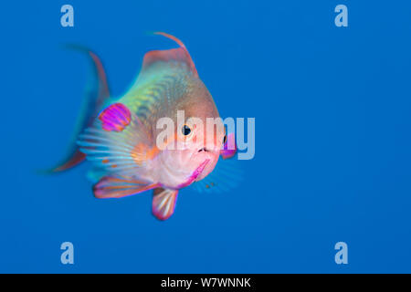 Männliche Scalefin anthias (Pseudanthias squamipinnis) Schwimmen im offenen Wasser, Ras Katy, Sharm El Sheikh, Sinai, Ägypten. Golf von Aqaba, Rotes Meer Stockfoto