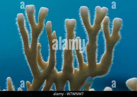 Beleuchtetes Foto von stechen Nematozysten auf Kolonie von Fire Coral (Millepora dichotoma) Gubal Island, Ägypten. Straße von Gubal, Rotes Meer. Stockfoto