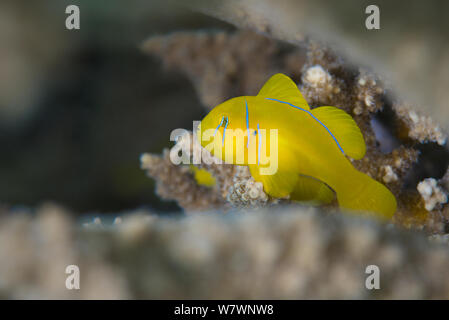 Zitrone coral Grundel (Gobiodon ') Zuflucht in den Zweigen der Korallen (Acropora sp.) Gubal Island, Ägypten. Straße von Gubal, Rotes Meer. Stockfoto