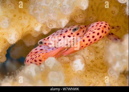 Red spotted Coral crab Trapezia (rufopunctata) Zuflucht in Coral (Pocillopora sp.) in der Nacht. Ras Katy, Sharm El Sheikh, Sinai, Ägypten. Golf von Aqaba, Rotes Meer. Stockfoto