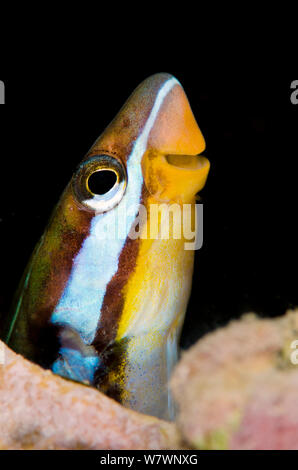 Blau-weiß gestreifte fangblenny (Plagiotremus rhinorhynchos) peeking aus seinem Loch im Korallenriff. Diese kleinen Fische leben in Bohrungen aber Dart die Skalen aus anderen Fisch zu essen. Sinai, Ägypten. Golf von Aqaba, Rotes Meer Stockfoto