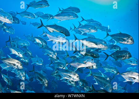 Schule der riesigen stachelmakrelen (Caranx Ignobilis) im offenen Wasser aus der Wand am Shark Reef, Ras Mohammed Marine Park, Sinai, Ägypten. Das rote Meer. Stockfoto