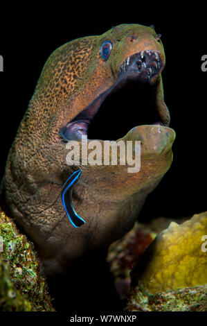 Riesenmuräne (Gymnothorax javanicus) entsteht aus Riss im Korallenriff und ist von Cleaner wrasse (Labroides dimidiatus) Ras Mohammed Marine Park, Sinai, Ägypten, gereinigt. Das rote Meer. Stockfoto