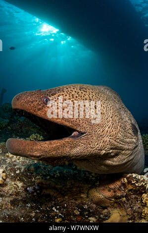 Riesige Muränen (Gymnothorax javanicus) unter Boot und auf der barge Wrack, Insel Gubal, Rotes Meer. Ägypten. Stockfoto