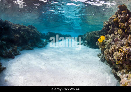 Paar maskierte Falterfische (Chaetodon semilarvatus) im flachen Kanal am Rande des Korallenriffs. Diese Fische sind endemisch auf das Rote Meer. Jackson Reef, Strasse von Tiran, Sinai, Ägypten. Golf von Aqaba, Rotes Meer Stockfoto