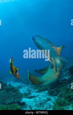 Männliche Napoleon lippfisch (Cheilinus undulatus) kämpfen mit Titan Drückerfisch (Balistoides Viridescens) verteidigt seine große Gelege. Shark Reef, Ras Mohammed Marine Park, Sinai, Ägypten. Das rote Meer. Stockfoto