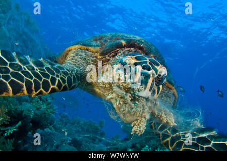 Karettschildkröte (Eretmochelys imbricata) Fütterung mit Weichkorallen. Ras Mohammed Marine Park, Sinai, Ägypten. Das rote Meer. Stockfoto