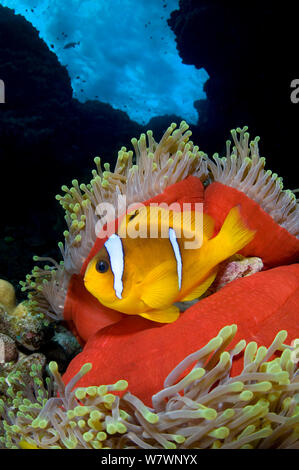 Rotes Meer anemonenfischen (Amphiprion bicinctus) in herrlichen Seeanemone (Heteractis magnifica), die bis in den späten Nachmittag geschlossen hat, auf Korallenriff unter stürmischen Meer. St Johns Riff. Ägypten. Das rote Meer. Stockfoto