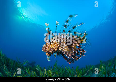 Rotfeuerfisch (Pterois volitans) Schwimmen über Bett von Seegras bei Sonnenuntergang. Ras Katy, Sinai, Ägypten. Golf von Aqaba, Rotes Meer. Stockfoto