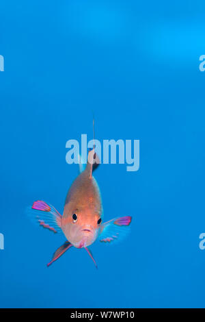 Portrait von männlichen (Scalefin anthias Pseudanthias squamipinnis) Schwimmen im offenen Wasser sich von Plankton ernähren. Ras Katy, Sinai, Ägypten. Golf von Aqaba, Rotes Meer. Stockfoto