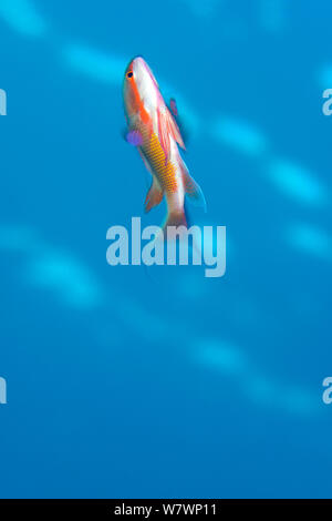 Männliche Scalefin anthias (Pseudanthias squamipinnis) führt Balztanz in der Abenddämmerung. Die Alternativen. Ras Mohammed Marine Park, Sinai, Ägypten. Rotes Meer Stockfoto