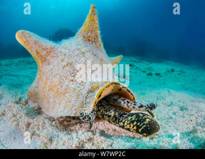 Queen Conch (Strombus gigas) erweitert seinen Rüssel und gestielten Augen an ihm über den Sand bewegt sich durch Korallenriff. East End, Grand Cayman, Cayman Islands, British West Indies. Karibische Meer. Stockfoto