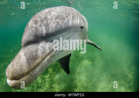 Einsame männliche Große Tümmler (Tursiops truncatus) im flachen Wasser über Seegras. East End, Grand Cayman, Cayman Islands. British West Indies. Karibische Meer. Stockfoto