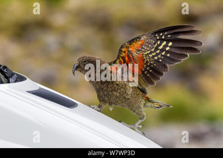 Juvenile Kea (Nestor notabilis) spielen auf der vor einem Auto auf einem Parkplatz, mit erhobenen Flügeln zeigt die Red underwing. Homer Tunnel, Fiordland National Park, Neuseeland, Februar. Gefährdete Arten. Stockfoto