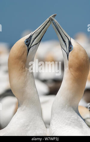 Paar Australasian Basstölpel (Morus serrator) Kreuzung Rechnungen während der Balz. Kap-entführer, Hawkes Bay, Neuseeland, November. Stockfoto