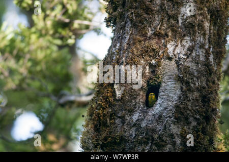 Erwachsene Frau Yellowhead (Mohoua ochrocephala) Peering vom Eingang zu seinem Nest in einer Eiche (Nothofagus) Baum. Haast Pass, West Coast, Neuseeland, Januar. Gefährdete Arten. Stockfoto
