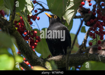 Erwachsene männliche Eurasischen Amsel (Turdus merula) im frischen Zucht Gefieder, ruhig unter Laub thront. Havelock Nord, Hawkes Bay, Neuseeland, Juni. Eingeführte Arten in Neuseeland. Stockfoto