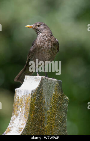 Erwachsene Frau eurasischen Amsel (Turdus merula) in verschlissenen Gefieder, auf einem Grabstein thront. Whitianga, Coromandel Halbinsel, Neuseeland, November. Eingeführte Arten in Neuseeland. Stockfoto