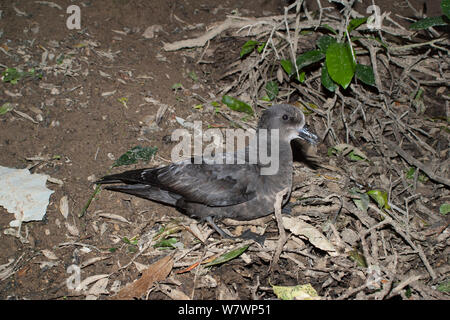 Nach Grey-faced Petrel (Pterodroma Gouldi) sitzen außerhalb ihrer Verschachtelung Graben in einer Kolonie. Cuvier Insel, Coromandel, Neuseeland, August. Stockfoto